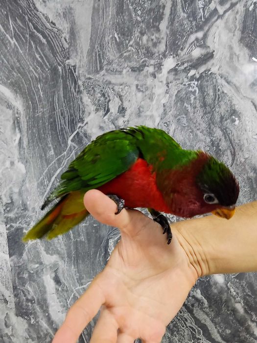 Широкохвостый гибридный лори