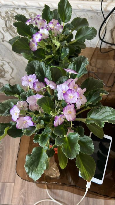 Комнатные цветы