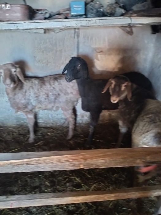 Ұрғашы тоқты семіз