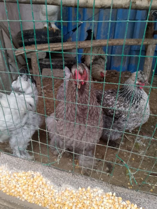 Brama jo'ja srochno sotiladi 7 oylik.