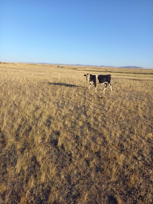 Продам скот по 400000 тг