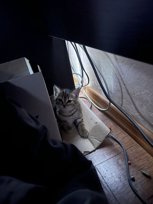 Отдам котенка, девочка