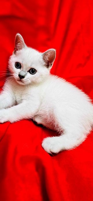 Котята британские шиншиллы