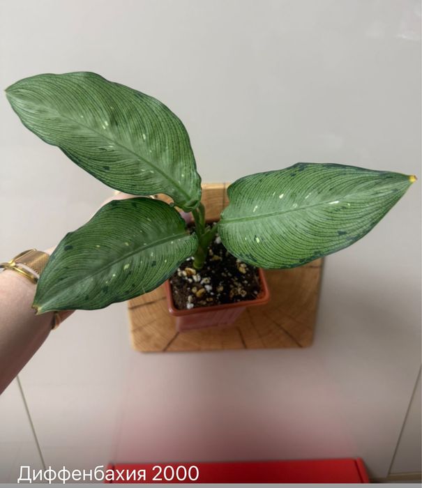 Диффенбахия Мемория Корси