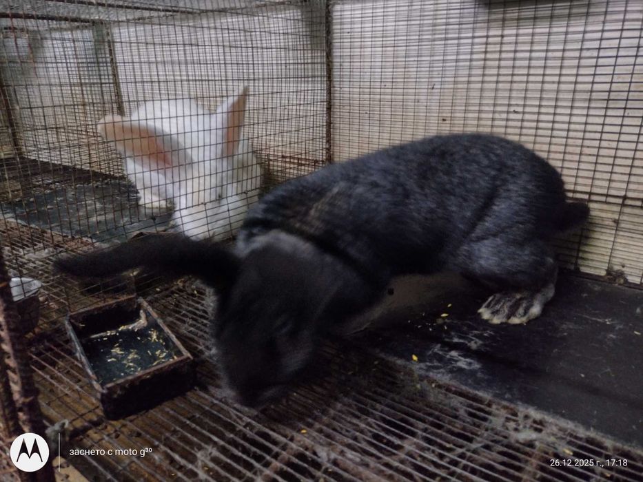 Зайци за разплод калифорнийски, бял великан и др.