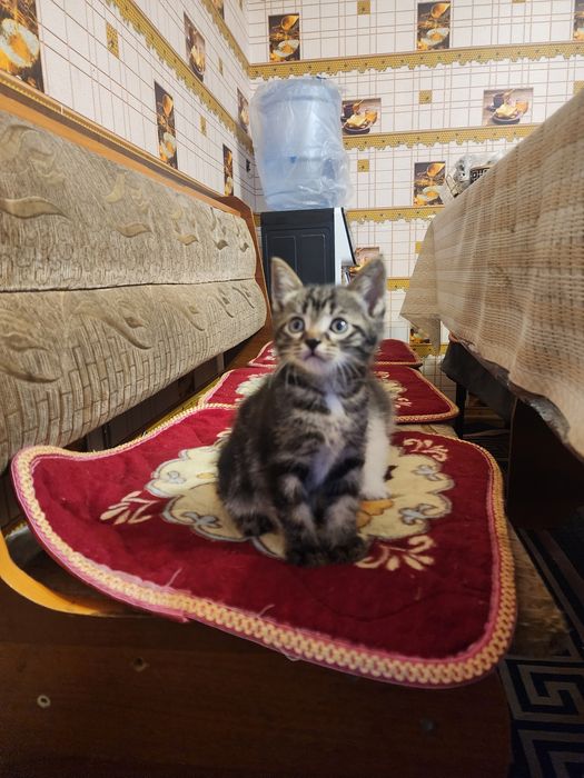 Отдам котят в добрые руки
