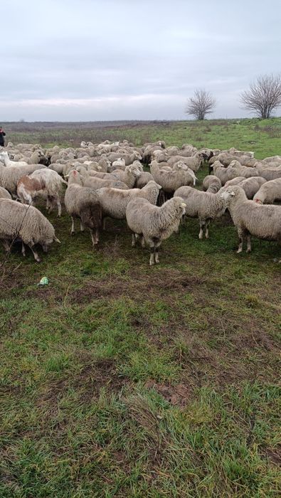 Oi de vanzare tinere cu miel