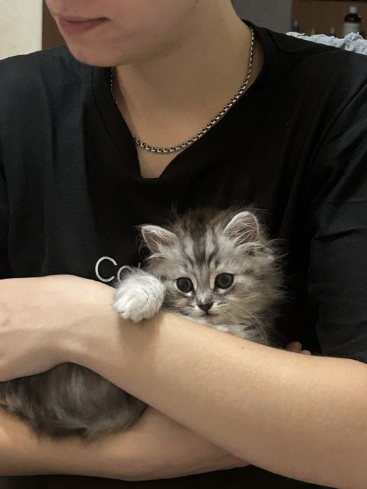 отдам котенка в добрые руки