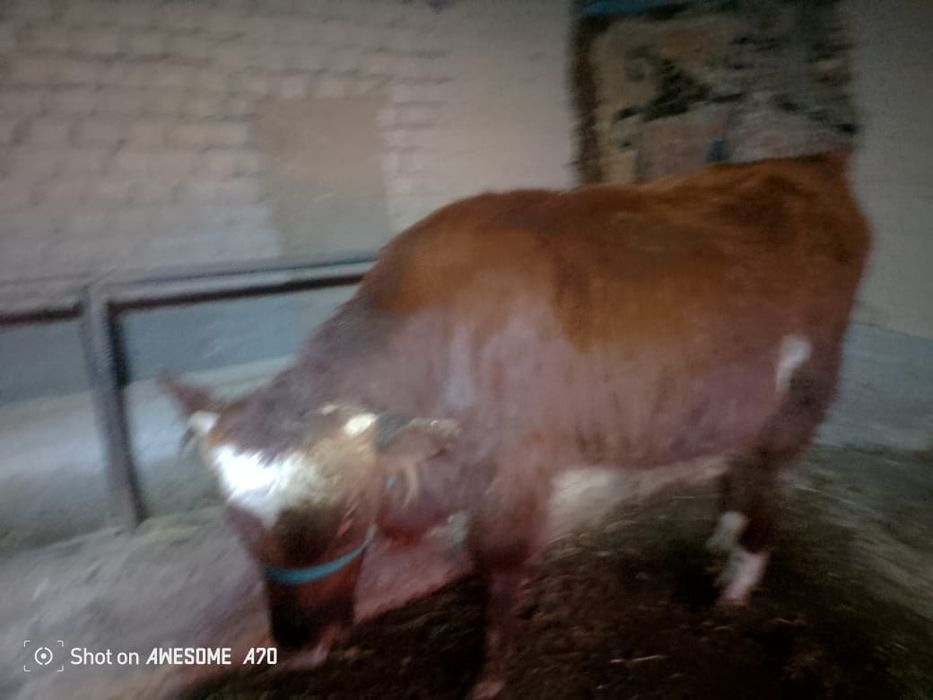 Продам 8 месяц ..