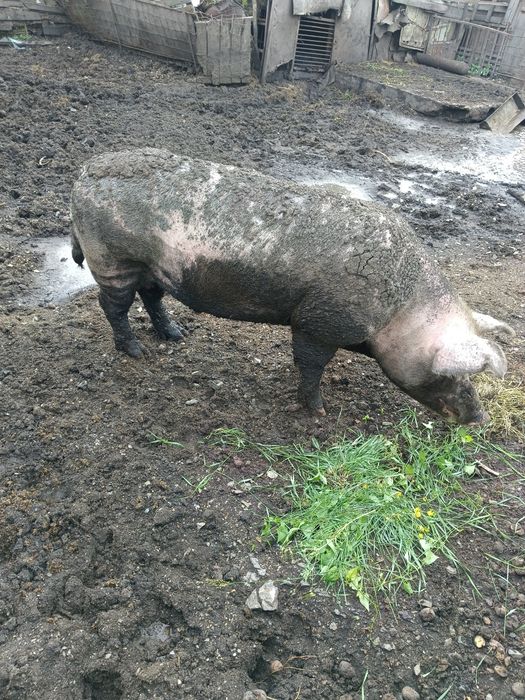 Кабан осеменитель