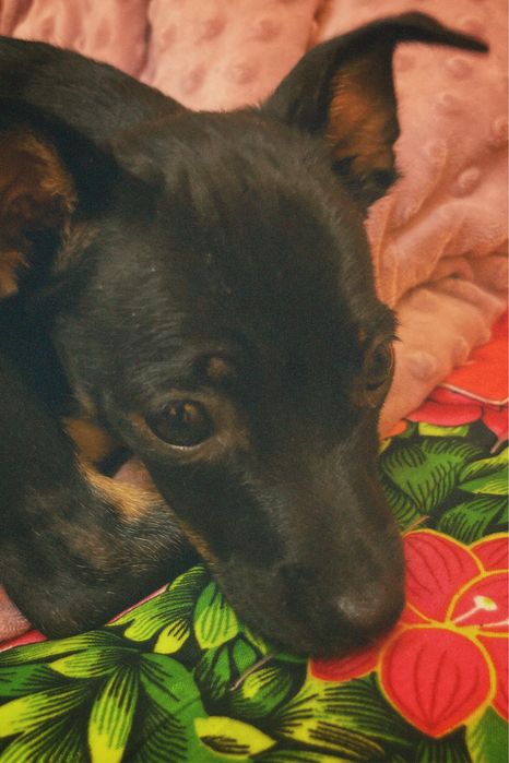 продаю пинчер  девочка