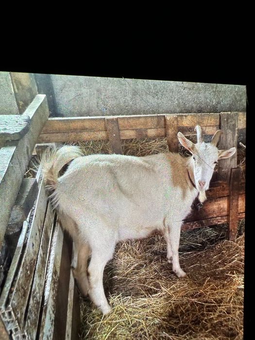 Vând capră la prima fătare