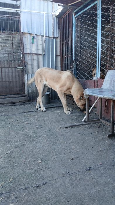 Щенок 12 месяцев