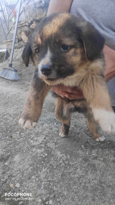 Подарявам малки кученца