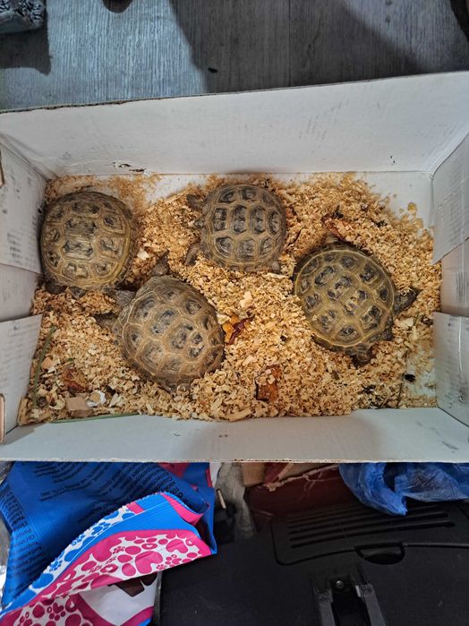 Toshbaqa черепаха 2 tadan soariladi donasi