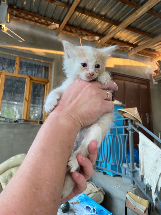 Котята девочки очень милые