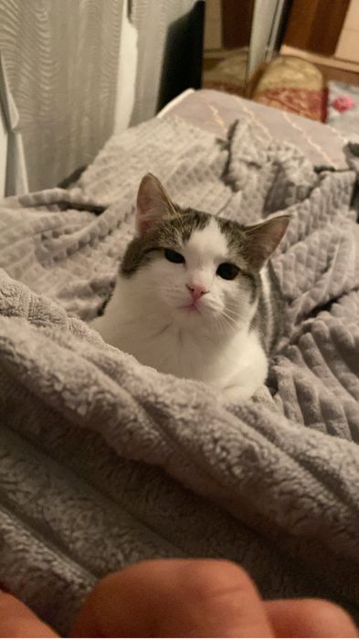 пропала кошка средная кошка