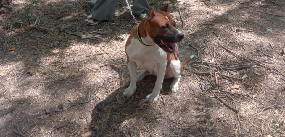 Вязка,  нужен кобель