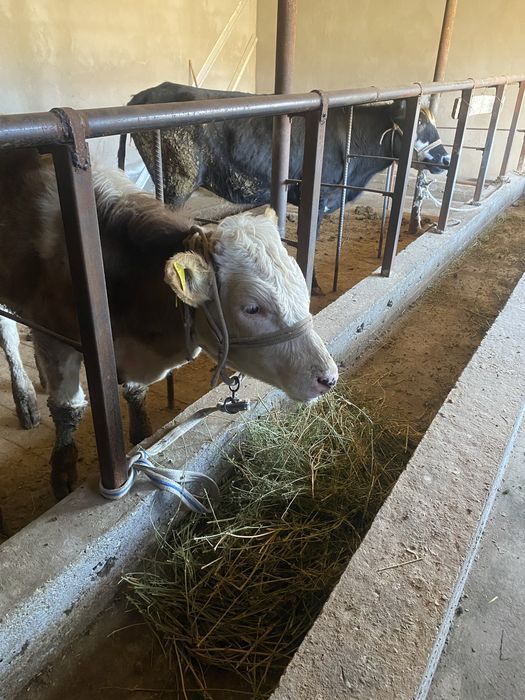 Тана сатылады  .