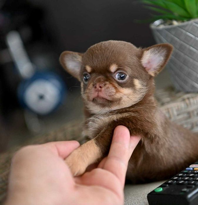 Женско мини чихуахуа шоколадов тен