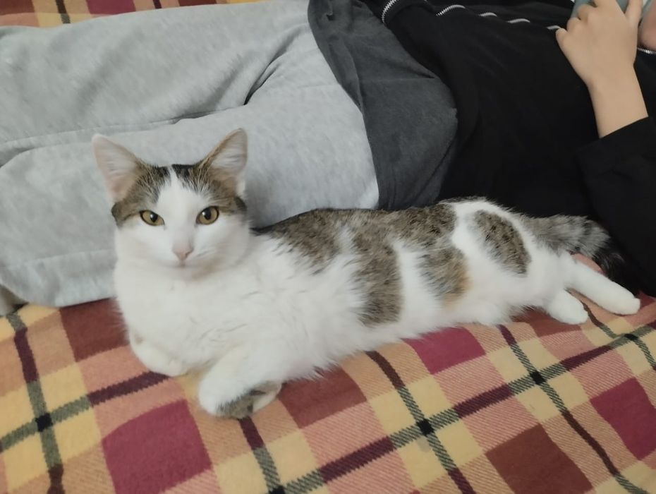 Отдам котенка в добрые руки!