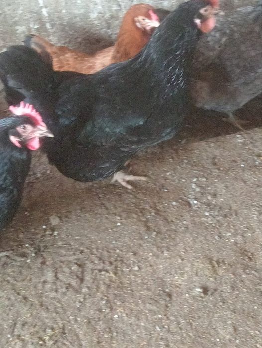 Яйцо инкубационное