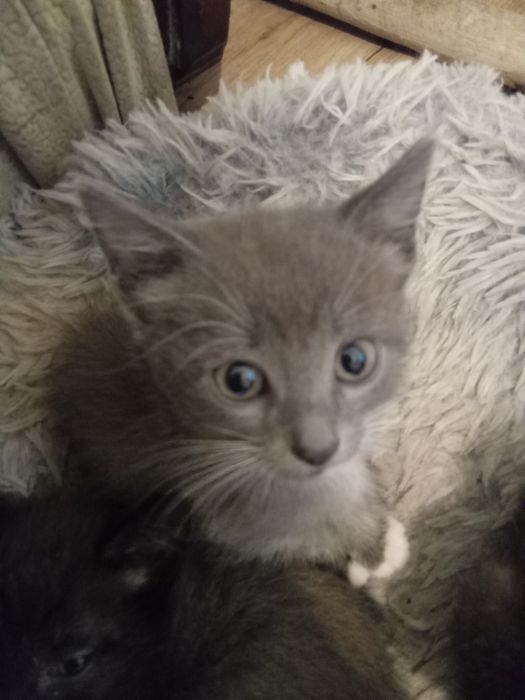 Отдам котят в добрые руки