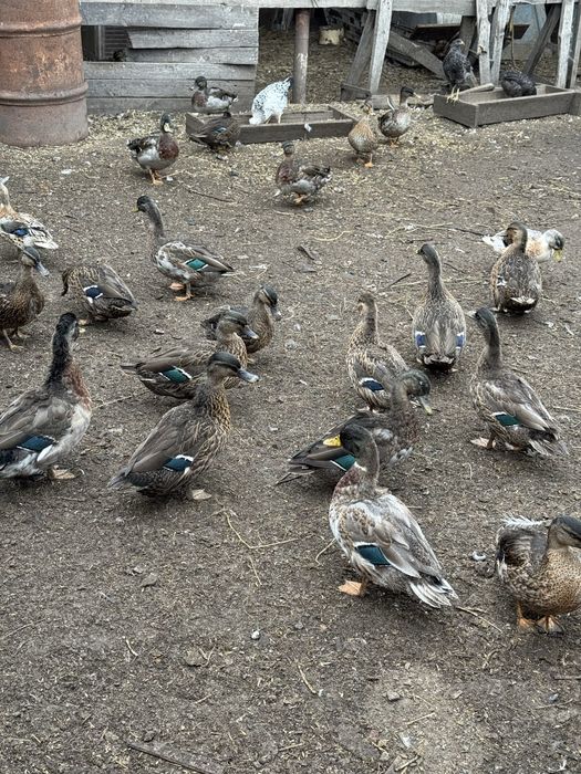 Продам диких уток