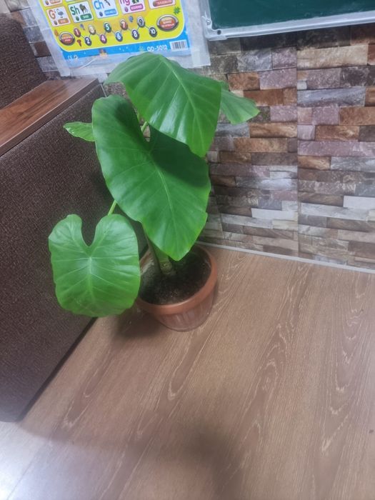 Большой АЛОКАЗИЯ комнатных цветок рост 80 см
Юнусобод 17-квартал