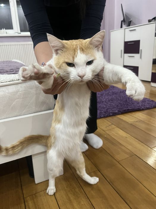 Кот в добрые руки