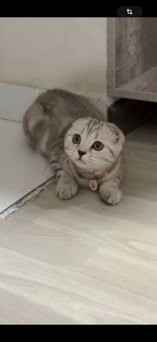 Шотландская вислоухий