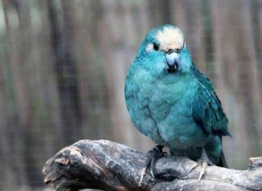 Кокарики шымкент