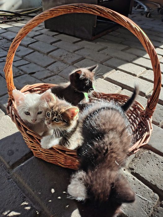 Адам кому хорошие котят