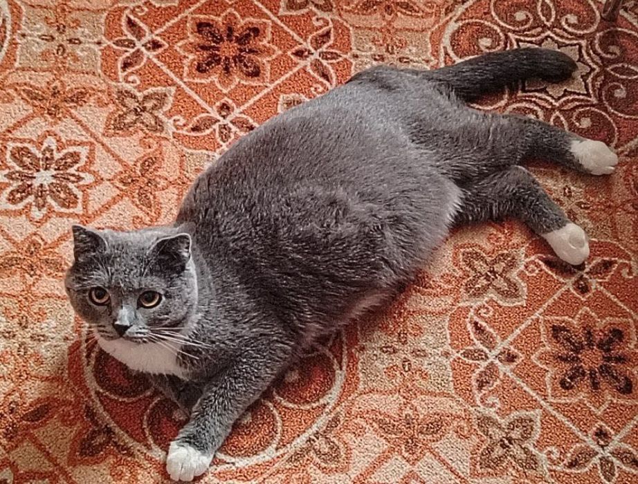 Новорожденные котята