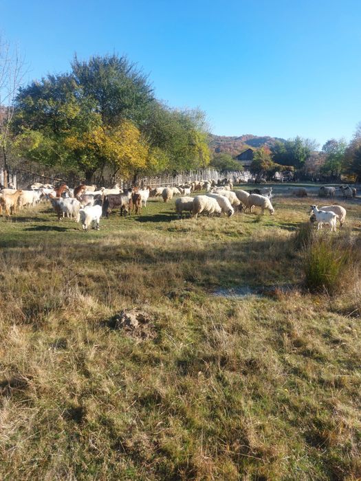 Vând oi și capre!
