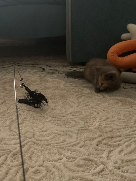 Котёнок вместе с ее вещами