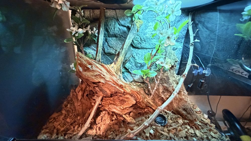 Terariu + Crested Gecko + Accesorii