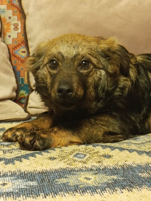 Щенок мальчик бесплатно