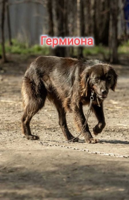 Дарю в добрые и ответственные руки