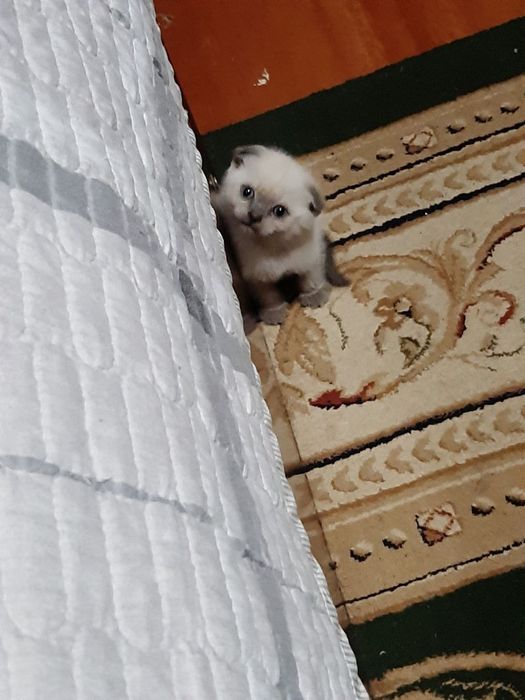 шотландская вислоухая котята (скоттиш-фолд)