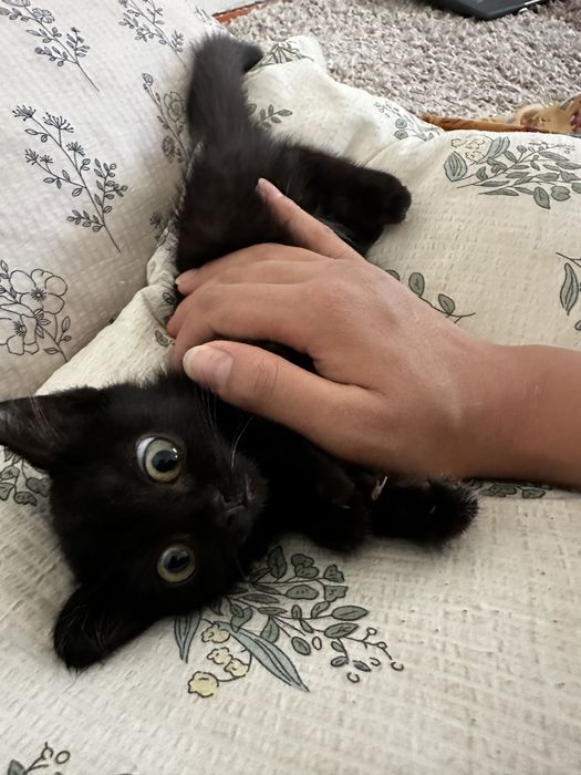 Котенок пушистый