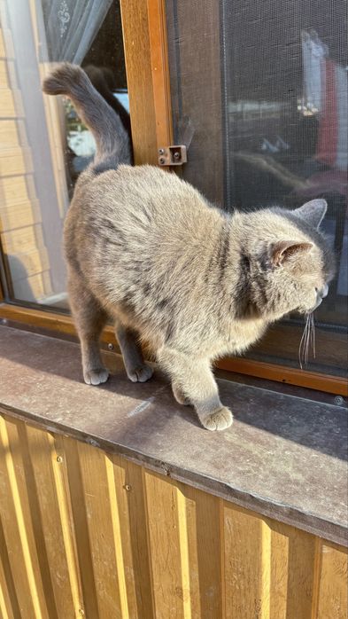 Кошка британская