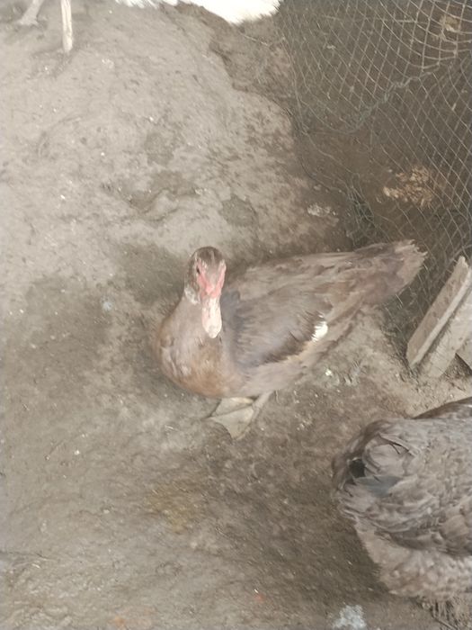 Продам индюк индоутка дакан