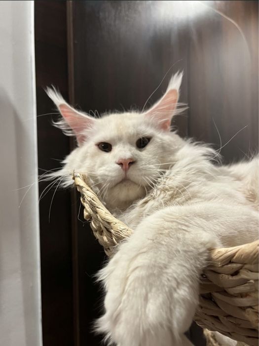 pui Maine Coon fetita PEDIGREE Felisa