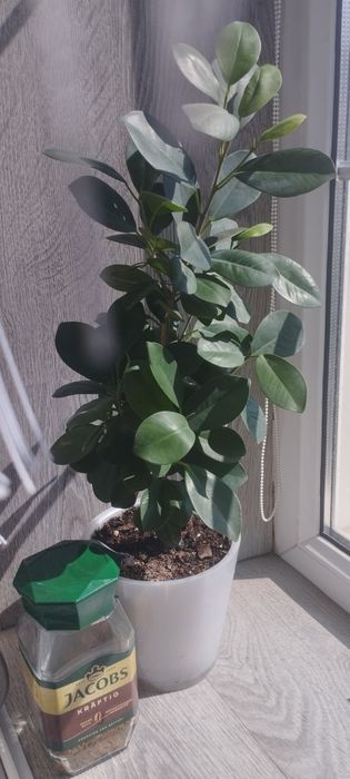 Фикус Миллионерша.