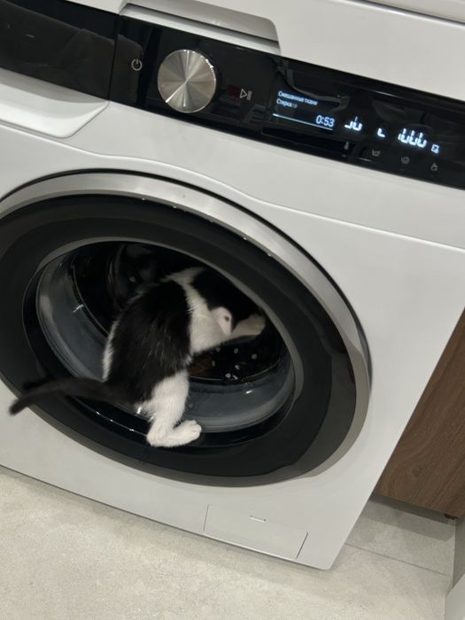 Отдам котенка вместе с вещами