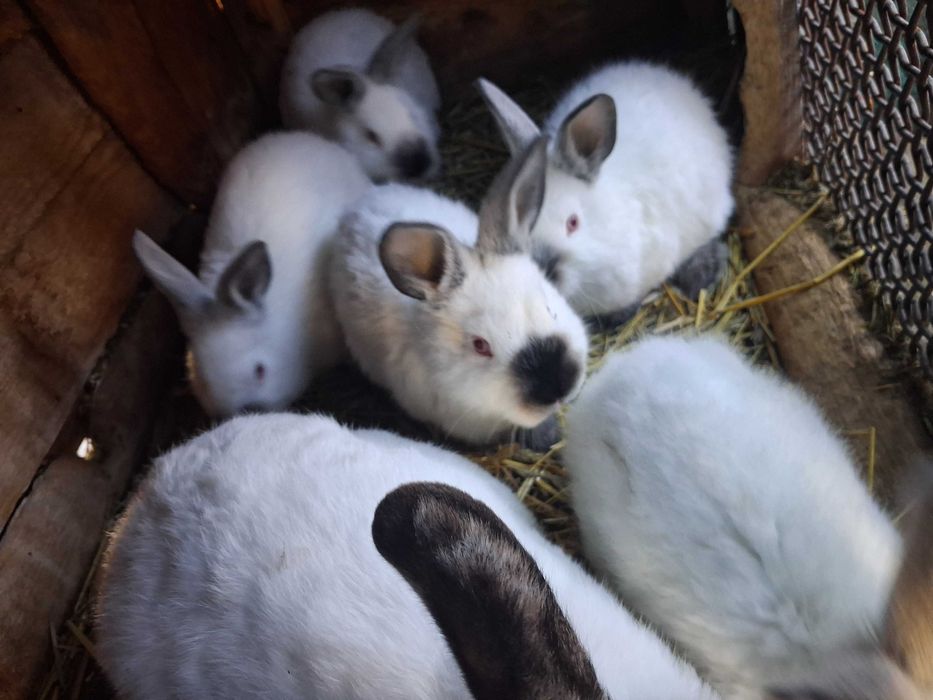 Californian pui si maturi