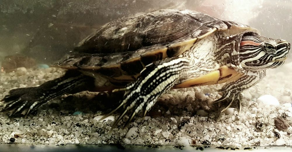 Красноухая черепаха