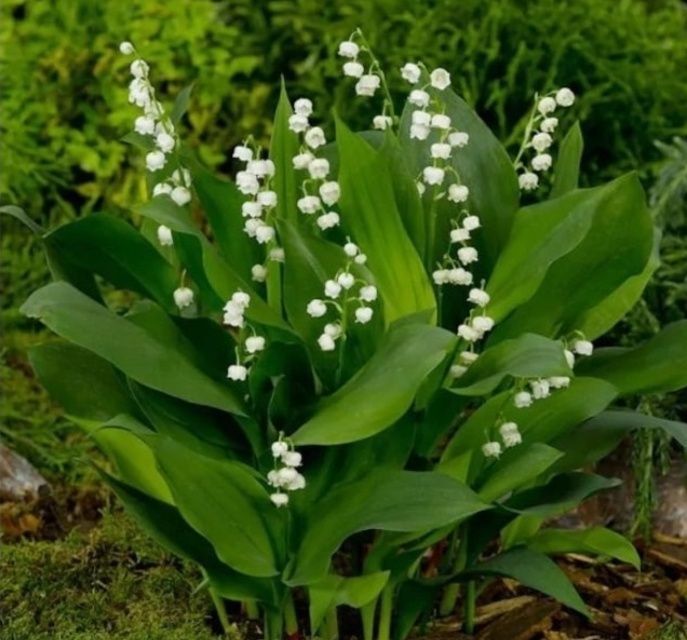 Vand bulbi de lăcrămioare