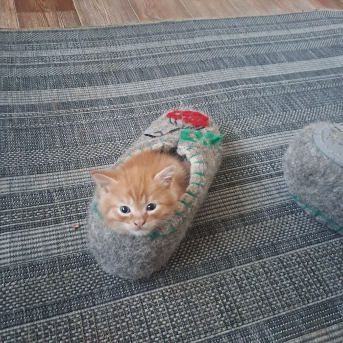 Бесплатно отдам котёнка